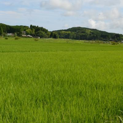 ふるさと納税 いすみ市 【千葉県いすみ市産】コシヒカリブレンド　精米10kg(5kg×2袋) |  | 01