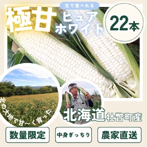 ＜2024年8月下旬よりお届け＞【朝採り】北海道壮瞥町　ホワイトコーン「ピュアホワイト」Lサイズ以上22本（約10kg）【 ふるさと納税 人気 おすすめ ランキング ホワイトコーン ピュアホワイト 白