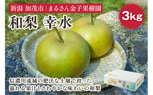 【2026年先行予約】【贈答用】和梨 幸水 3kg（7〜10玉）《8月中旬から順次発送》 果物 なし 梨 フルーツ 新鮮 産地 加茂市 まるさん金子果樹園
