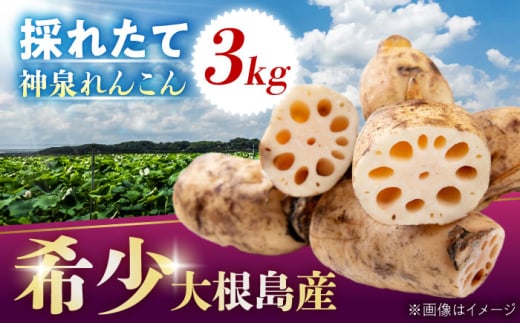 【数量限定50個】れんこん 島採れ掘りたて 大根島産神泉れんこん 3kg 島根県松江市/株式会社ふぁーむ大根島 [ALCB005]｜れんこん レンコン 蓮根 掘りたて ほりたて 野菜 根菜 大根島産 神泉れんこん 掘りたて 新鮮 3kg ふるさと納税 おすすめ 人気 島採れ 煮物 きんぴら シャキシャキ 食感 美味しい 島野菜 島根グルメ 大根島 国産 松江 ご当地 お取り寄せ