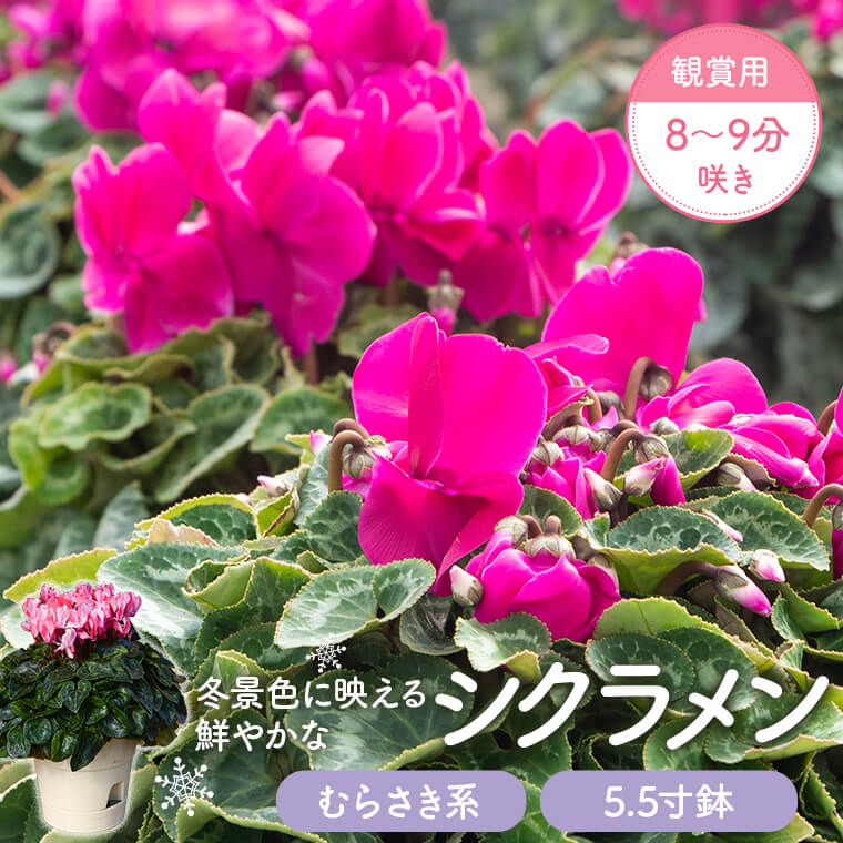 【ふるさと納税】シクラメン（紫系）　5.5寸鉢　観賞用8～9分咲き シクラメン 花鉢 観賞用 ギフト 赤 冬の定番 須賀園芸 5.5寸鉢 鹿児島県 薩摩川内市 送料無料