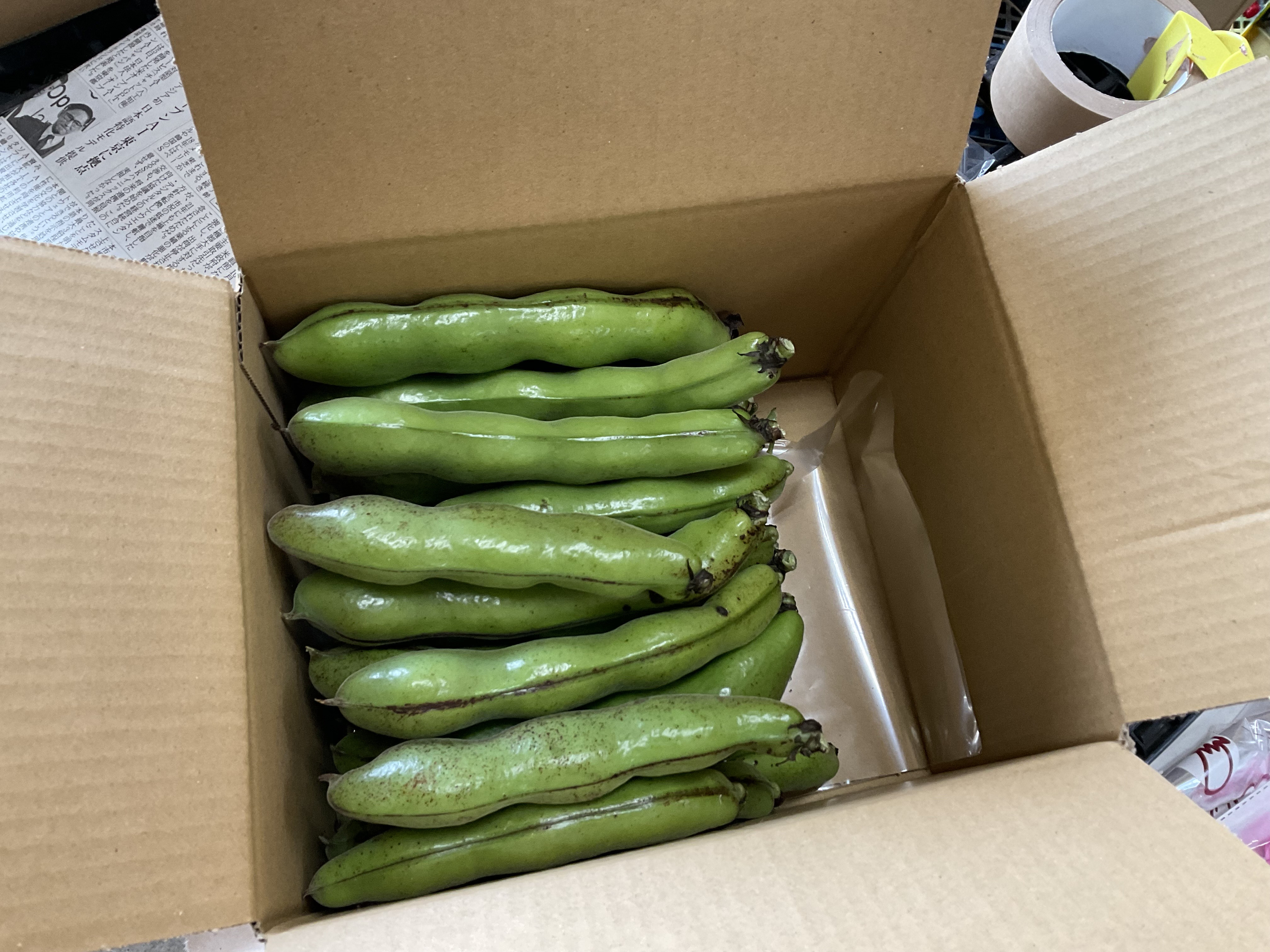 
            【え？関東圏限定　当日出荷当日到着　なの？】”みずみずしい”プレミアム そら豆（約1000g）人数目安：1~2名　from 名水の里 神奈川県秦野市　　　そら豆 そらまめ ソラマメ 野菜 農作物 産地直送 農家直送　おつまみ　おやつ　ゴールデンウィーク　大谷　小谷　神奈川県秦野　秦野　007-35-1
          