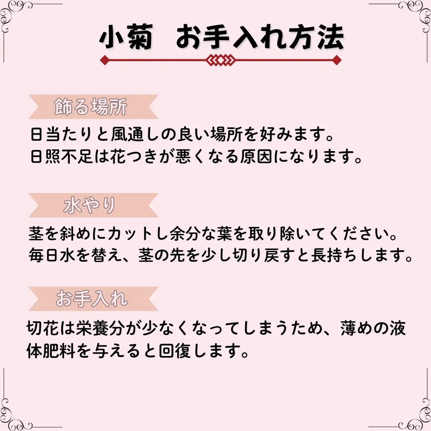 【期間限定】奥信濃飯山 ～木内ファームの切花小菊24本セット～【2026年7月下旬より出荷】（Ca-003）