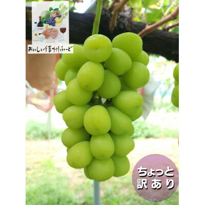 【ふるさと納税】ちょっと訳あり 信州産 新鮮朝採りシャインマスカット 2～3房1kg 2025年9月中旬～発送予定【配送不可地域：離島】【1625533】