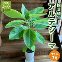 【ふるさと納税】観葉植物 アルテシーマ1鉢