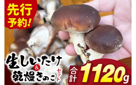 【先行予約】【10月発送】生しいたけ1kgと乾燥キノコセット｜椎茸 きくらげ キクラゲ しいたけパウダー（99-01）