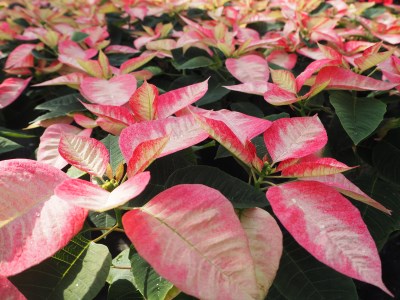 贈答用 ポインセチア アイスクリスタル（ピンク系）鉢植え 5号鉢（15cm鉢） 2025年12月上旬から順次発送 ピンク マーブル 花 フラワー 鉢植 植物 インテリア 冬 クリスマス 贈り物 プレゼ