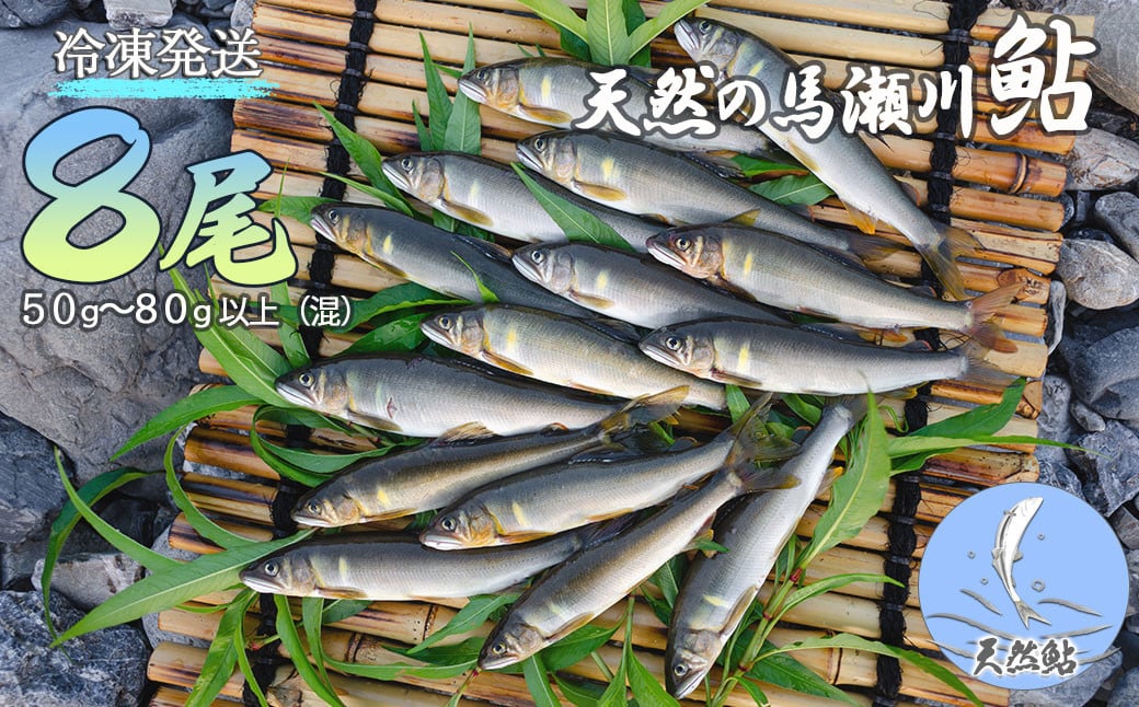 
                  先行予約【期間限定】（発送時期：2026年7月中旬～11月頃まで）清流が育む天然の馬瀬川鮎 ８尾（１尾あたり重さ50g～80g以上 (混)  大・中・小セット）  冷凍 鮎 アユ あゆ 
                