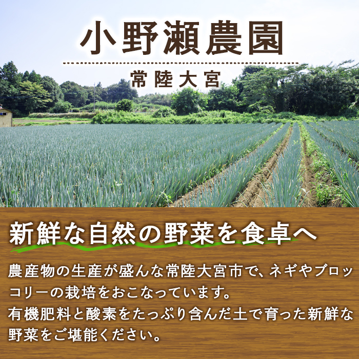 特選ネギ 約3kg 小野瀬農園 【小野瀬農園】【ho1415】