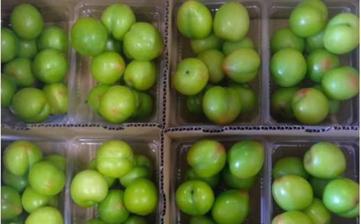 先行予約 すもも（大石）2kg ※5月下旬～6月中旬頃に順次発送予定【期間限定・2025/5/31まで】 / スモモ お取り寄せ 期間限定 夏 フルーツ 果物  和歌山県 田辺市【mtm006-1】