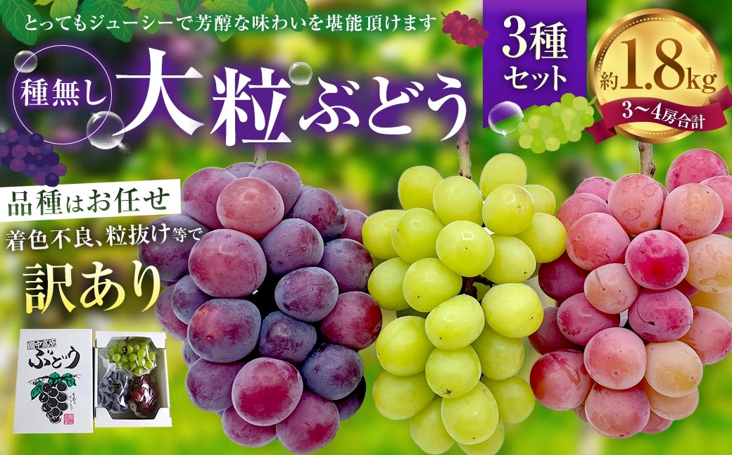 
                  訳あり 大粒 ぶどう 3種 セット 3～4房 計約1.8kg シャインマスカット・ピオーネ等 おまかせ【2026年10月上旬から12月下旬頃迄発送予定】 ／  マスカット ピオーネ 葡萄 ブドウ 種無し 種なし
                