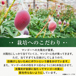 【発送月固定定期便】2024年発送マンゴー2種の食べ比べセット 全2回【配送不可地域：離島】【4012836】