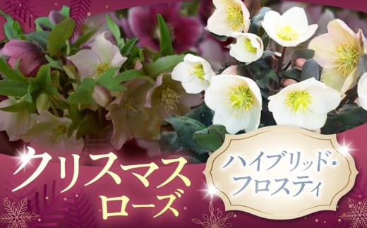 クリスマスローズ・ハイブリッド・フロスティ | 花 クリスマス ローズ 冬 氷 薔薇 赤 季節 冬 ガーデニング ガーデン 庭 贈答 プレゼント ギフト 期間限定 伊那市 ふるさと納税【017-13】