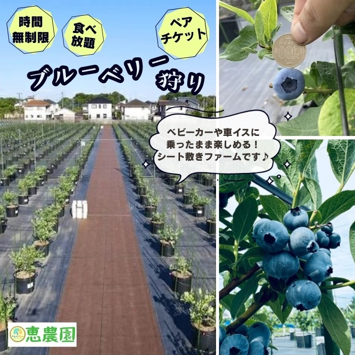 
                  恵農園の ブルーベリー狩り ペアチケット 食べ放題 時間制限なし ブルーベリー 摘み取り体験
                