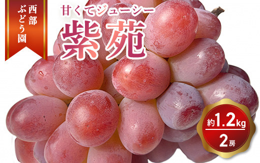 
                  西部ぶどう園 紫苑2房 約1.2kg 葡萄 フルーツ 果物【 皮ごと パリッ 美味しい 白ぶどう 高糖度 詰合せ ジューシー 甘い 贈答用 】※2026年9月下旬頃より順次発送予定 ※沖縄・離島への配送不可
                