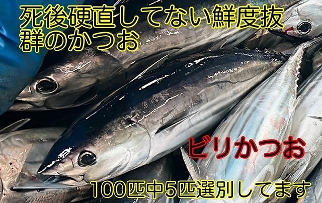 冷凍もちもち食感ビリかつお刺身300gｘ2節