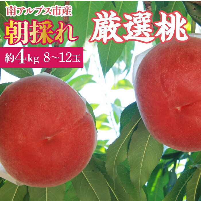 【ふるさと納税】 ＜2026年発送先行予約＞厳選！南アルプス市産　朝採れ桃　約4kg（8〜12玉） ふるさと納税 もも 桃 大玉 朝採れ 果物 フルーツ おすすめ 山梨県 南アルプス市 送料無料 ALPDD007