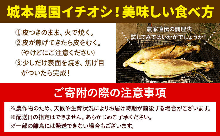 《先行受付開始》産地直送 朝採れスイートコーン(ゴールドラッシュ)15本セット 特大 熊本 阿蘇 産山村 冷蔵 高糖度 夏野菜 トウモロコシ ギフト 今が旬 コーン 旬 お取り寄せ 人気 大人気 贈答
