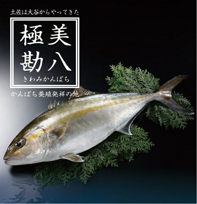 【ふるさと納税】 カンパチ 勘八 1節 セット 高級 魚 極美勘八 産地直送 刺身 照り焼き 刺し身 高知県 須崎市 ふるさと納税カンパチ ふるさと納税勘八 ふるさと納税ふるさと
