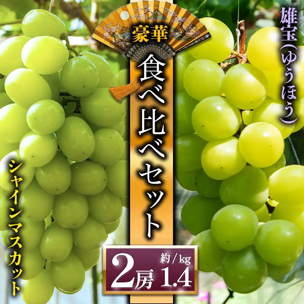 【予約】「シャインマスカット」と希少品種「雄宝」 ぶどう食べ比べ 後藤ぶどう園 希少 ぶどう旬 新鮮 期間限定 皮ごと ブドウお取り寄せ　熊本県　阿蘇市
