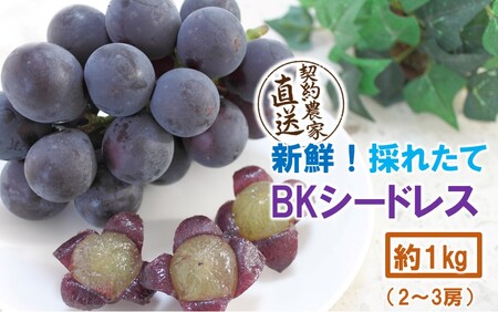 テレビで紹介されました！【先行予約】【令和8年発送】農家直送！ 新鮮！ 朝づみぶどう BKシードレス 種なし 1kg フルーツ 果物 贈答 大分県産 採れたて_2657R-1