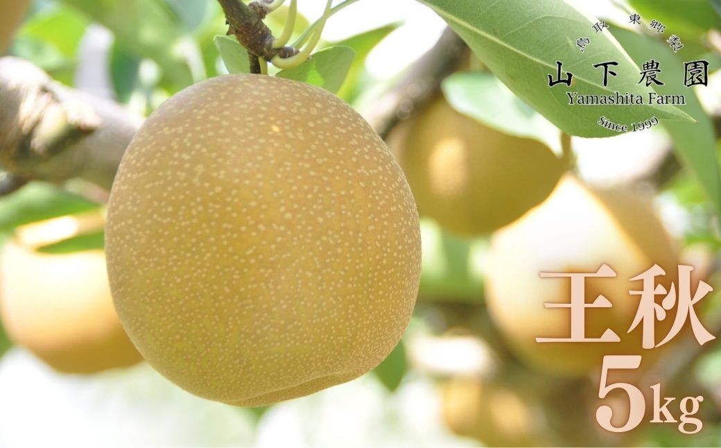 
                  214M.湯梨浜東郷産 王秋 5kg
                