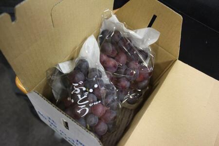 ご自宅用船坂ぶどう 約1kg（2～3房）| 船坂ぶどう ぶどう フルーツ 兵庫県 上郡町 