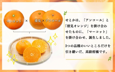 【ご家庭用訳あり】紀州和歌山産　せとか　約5kg　※2025年2月上旬頃～2025年3月中旬頃に順次発送予定(お届け日指定不可)【uot748】