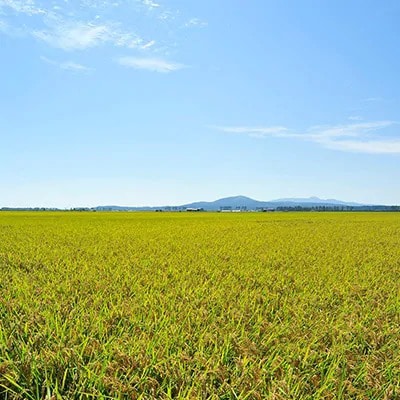 【毎月定期便】あきたこまち特別栽培精米5kg全9回【配送不可地域：離島・沖縄県】