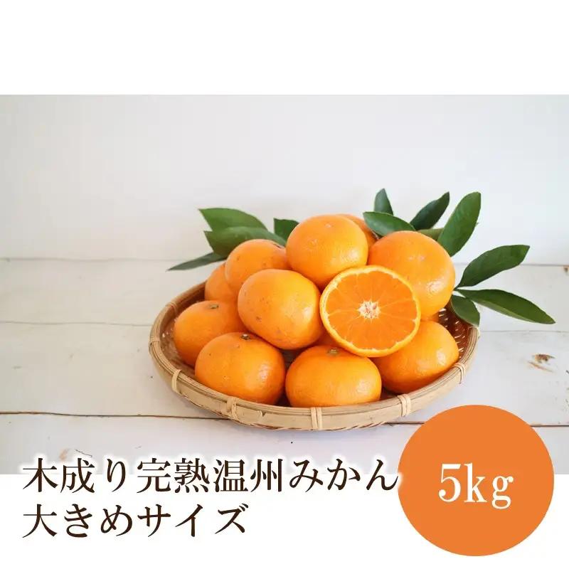 みかん5kg 木成り完熟温州みかん大きめサイズ≪先行予約≫2026年12月より順次発送予定【1360】