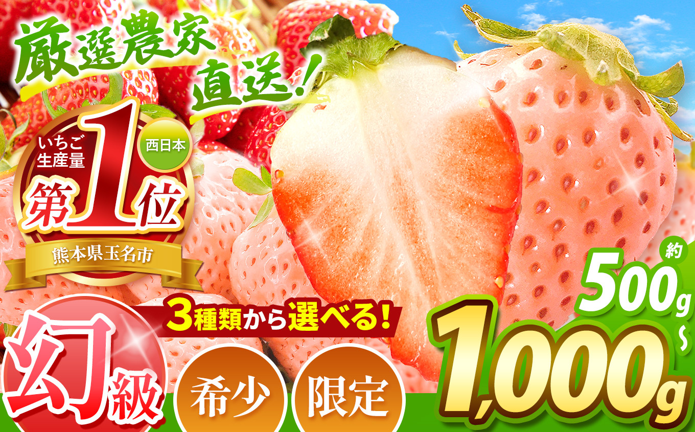 
            イチゴ 生産量 西 日本一 ‼ 厳選農家直送 選べる 3種 いちご 500g or 1000g | ゆうべに 肥後こまち 高糖度 イチゴ フルーツ 果物 苺 いちご 白 いちご 淡雪 高級 いちご 産地直送 いちご いちご 好きのための いちご 甘い いちご 贈答 いちご 熊本県 玉名市
          