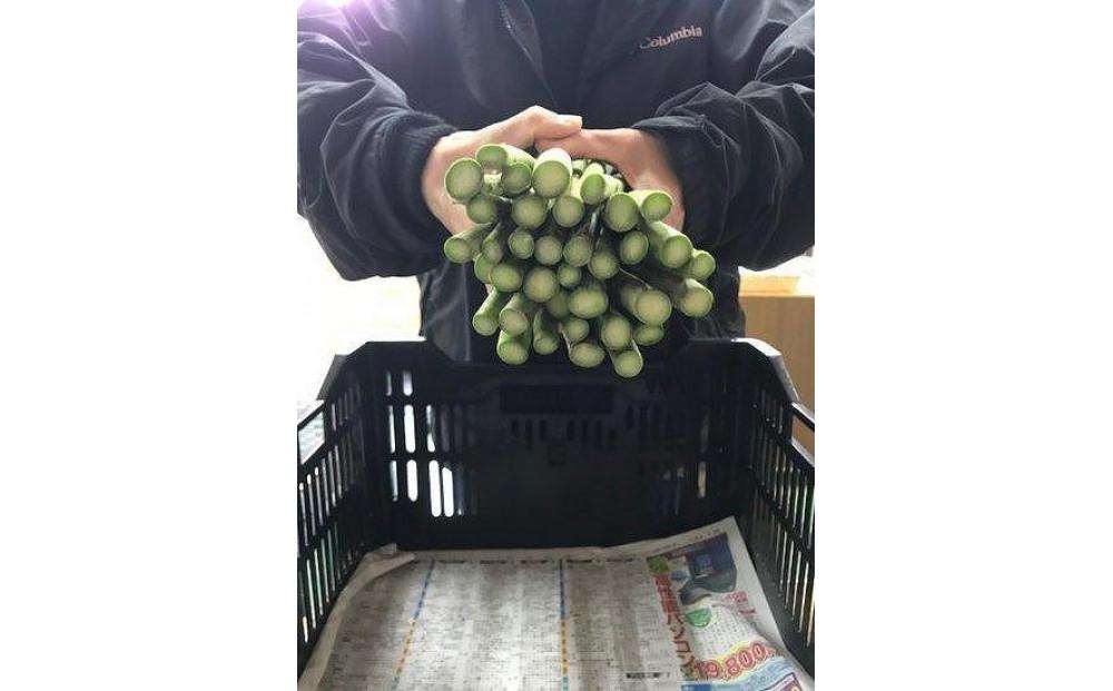 【新潟県 津南町産】朝取りアスパラガス バラ詰め（L～2Lサイズ）2kg