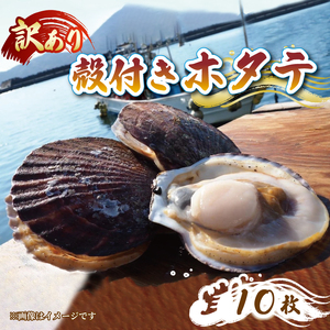 訳あり 殻付き 活ホタテ 10枚 ＼ ホタテ ／