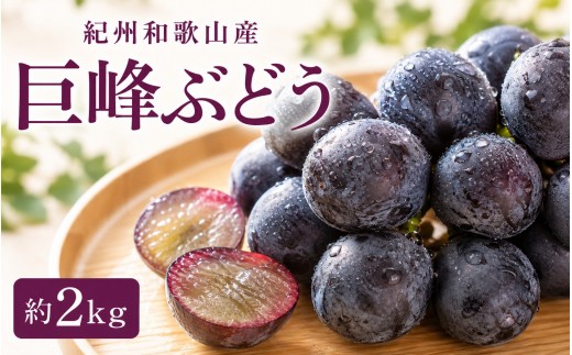 
                  紀州和歌山産 巨峰ぶどう 約2kg ※2025年8月下旬頃?2025年9月上旬頃に順次発送 ※日付指定不可 巨峰 ぶどう ブドウ 葡萄 果物 くだもの フルーツ【uot784B】
                