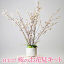 【ふるさと納税】お花見体験を楽しめる 自宅で！桜のお花見キット※着日指定不可※北海道・沖縄・離島への配送不可※2025年2月上旬～3月下旬頃に順次発送予定