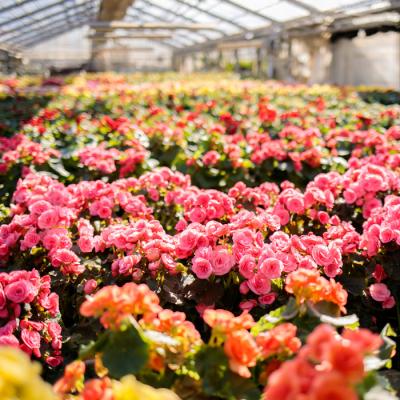 ふるさと納税 高原町 【先行受付】クリスマスフラワー「ポインセチア」&「エラチオールベゴニア」セット(2鉢)　TF716 |  | 02