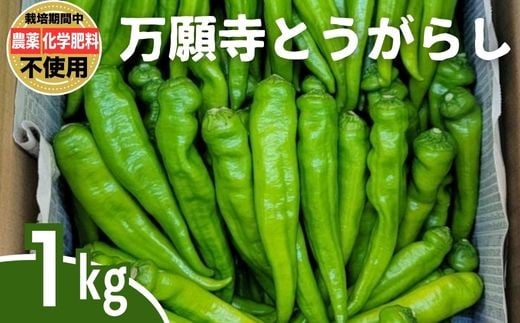 
            万願寺とうがらし 1kg｜ とうがらし 唐辛子 生とうがらし 甘とう 栽培期間農薬不使用 化学肥料不使用 除草剤不使用 有機肥料使用 竹原産 グッドソイルグループ
          