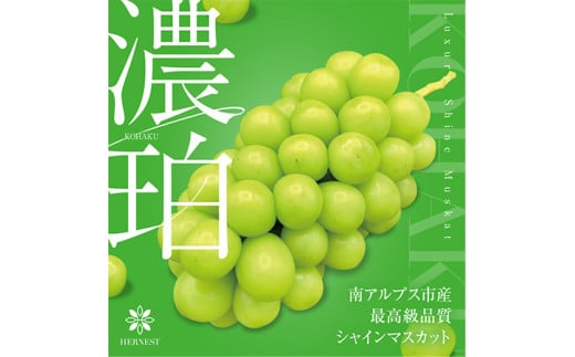 ＜2026年発送分先行予約＞山梨県南アルプス市産シャインマスカット　濃珀【～KOHAKU～】約1.2ｋｇ　2～3房入り ALPAH025