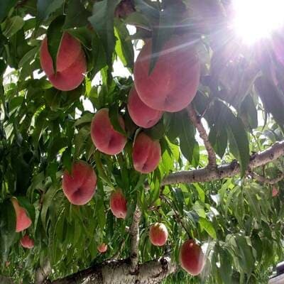 【5年連続TV出演達成】今、最も熱視線を注がれる『樹上完熟ブランド桃』2026年9月上旬より発送【配送不可地域：離島・北海道・沖縄県・中国・四国・九州】