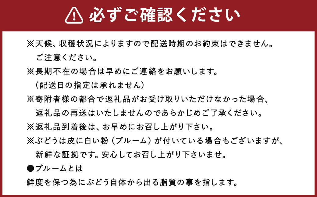 数量限定 よらん野 特選 梨 と ぶどう セット（品種おまかせ） 【2025年8月上旬～9月下旬発送】 幸水 豊水 新興 葡萄 巨峰 ピオーネ 果物 フルーツ