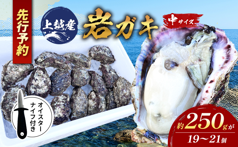 水揚げ当日発送/ナイフ付 生食用 天然 岩牡蠣 約4.5kg(4～5人