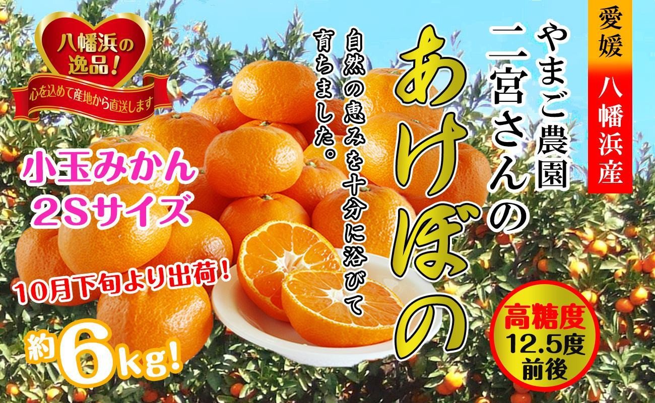 
            濃厚!やまご農園の「あけぼの小玉」約6kg＜C39-21＞_ みかん ミカン 柑橘 温州 果物 くだもの フルーツ 旬 愛媛 コク 甘み 国産 産直 産地直送 小玉 旬 濃厚 冷蔵 高糖度 極早生 【1148837】
          