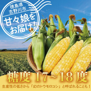 甘々娘 4kg 先行予約 レシピ付き とうもろこし とうもろこし