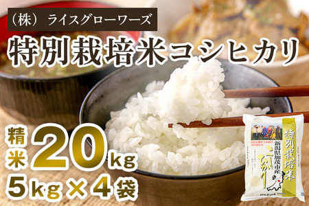 【令和8年産新米先行予約】新潟県加茂市産 特別栽培米コシヒカリ 精米20kg（5kg×4）《10月上旬～順次出荷》 （株）ライスグローワーズ