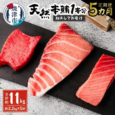 ふるさと納税 焼津市 【定期便5回】天然本鮪 一本分を加工してお届け(b500-011)