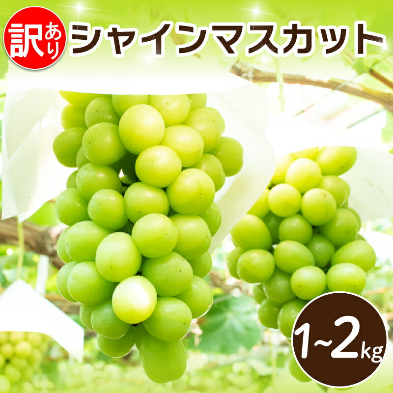 【ふるさと納税】 訳あり シャインマスカット 選べる容量 約1kg 約1.5kg 約2kg ＜ 2026年8月上旬～9月下旬頃発送 ＞ ぶどう 葡萄 マスカット フルーツ 果物 ゼリー ジュース アイス デザート スイーツ ケーキ グルメ 人気 おすすめ 甘い 送料無料 三木ぶどう園 徳島県 阿波市