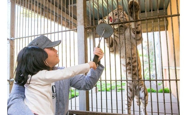 
伊豆アニマルキングダム 入園券 2枚 A003 ／ 動物園 チケット 招待券 静岡県 東伊豆町
