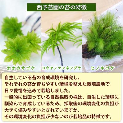 ふるさと納税 西予市 コウヤノマンネングサ・オオカサゴケ・ヒノキゴケの苔テラリウム用3種パック 人工栽培高品質 |  | 03