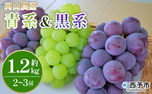 ＜青系＆黒系ぶどうセット 約1.2kg＞ 果物 くだもの フルーツ 大粒 大きい 葡萄 ブドウ 果肉 果実 青果 濃厚 甘み 甘い 食べ比べ 贈り物 贈答 ギフト 岡山農園 愛媛県 西予市【冷蔵】