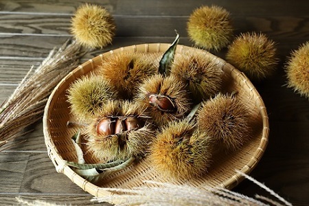 低温熟成 丹波くり 3Lサイズ 1kg ≪ 数量限定 ≫( 500g×2袋 ) 京丹波町産 国産 京都 丹波 和栗 熟成 栗 くり 甘い 栗ごはん 秋の味覚 ※北海道・沖縄・その他離島への配送不可 [